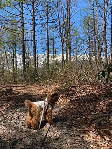 今まで🐶🆖だったねずこの森が昨年から🐶🆗になったので散策したり、ドッグランで少しだけパパさんとランランしたり北アルプスの雪山の絶景を楽しみました🐾