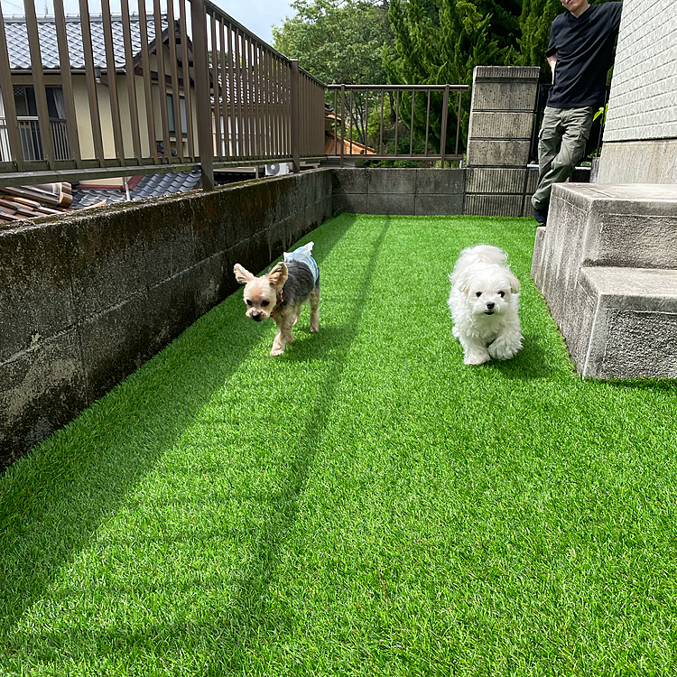 帰って我が家の小さなドッグランで遊びました🙂