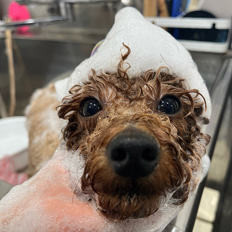 シャンプーされてるところ

飼い主も時間潰しにスパ行ってました
整って眠たくなってました🤣




