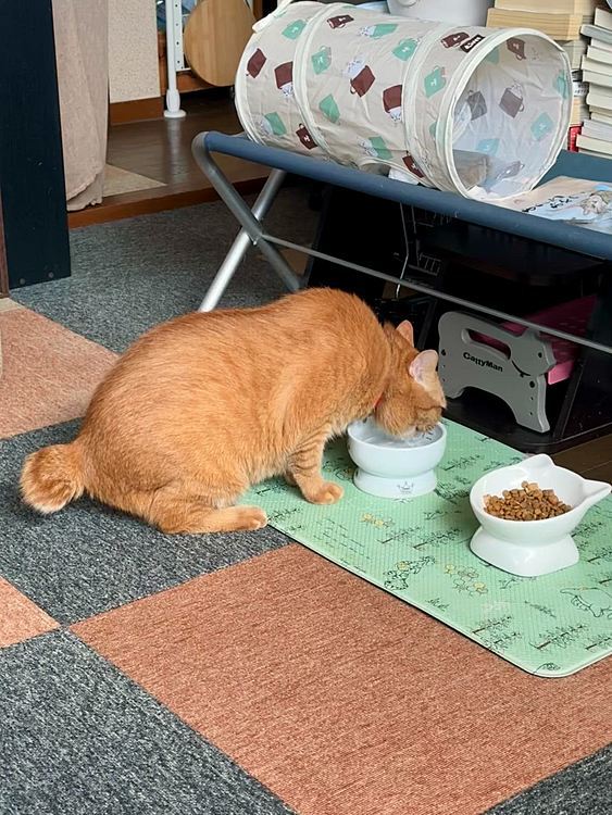 お水を飲むまーちゃん