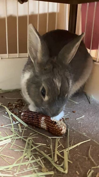 とうもろこし🌽大好きうさぎ🐰のあめちゃん🤭