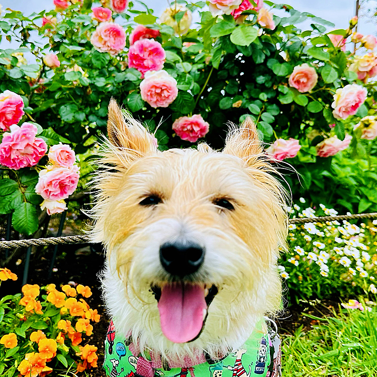 バラが綺麗だね🌹