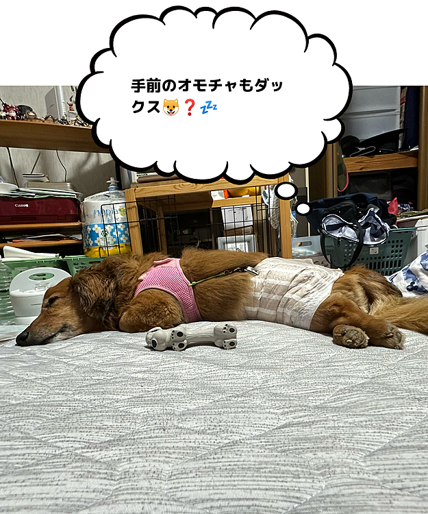 オモチャと寝方が変わらないココﾁｬﾝ🐶🤣🤣🤣