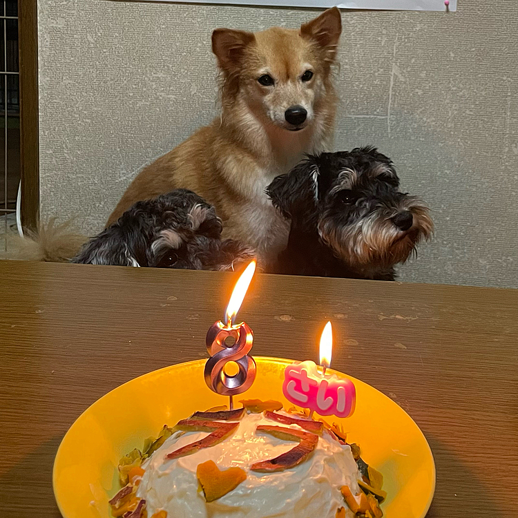 いつものさつまいも&かぼちゃ&ヨーグルトのケーキ🎂でお祝いしました〜🎉🎉🎉