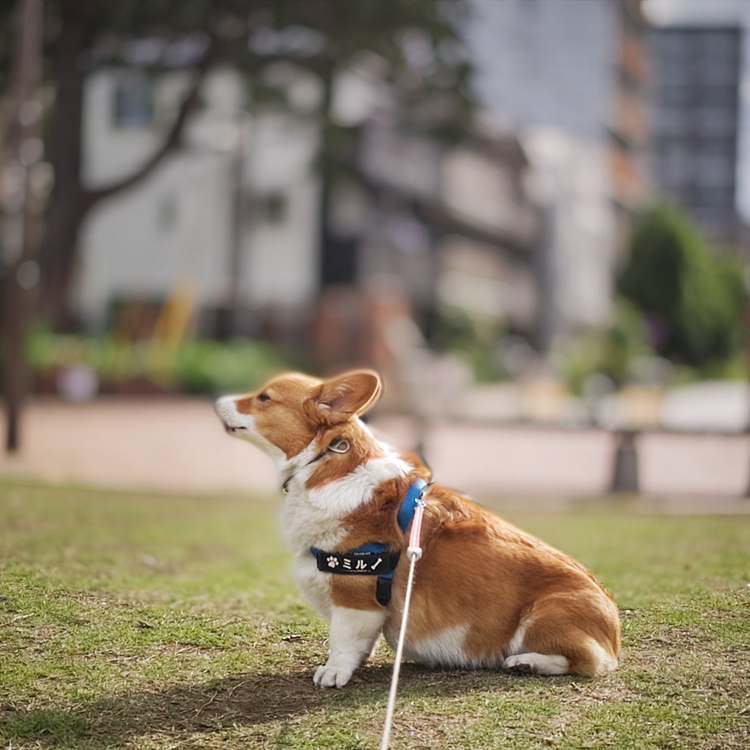 昨晩は暑さでヘロヘロ🥴だったようですが、充電完了したぐらい元気な朝のお散歩でした🚶‍♀️