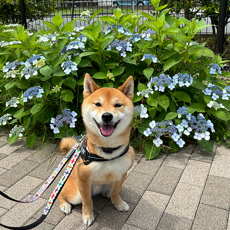 2024.05.26(日)

今日は心地よい天気☀️
お散歩の途中で🤳　　いい笑顔☺️
