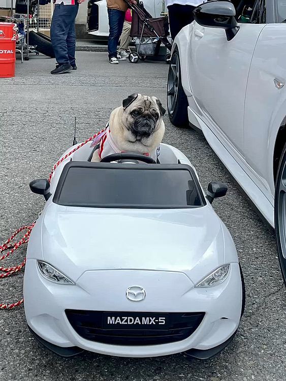 ワンコ関係ありませんが、イベント風景です🚘