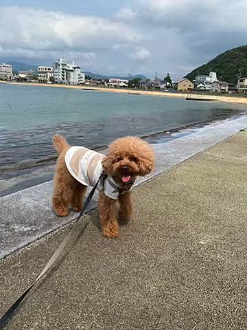 福井と言えば鯖🐟
海鮮市場で鯖寿司を購入して海沿いで食べようとしたらトビがたくさんいて怖かったので結局駐車場横の東屋で食べました😅
