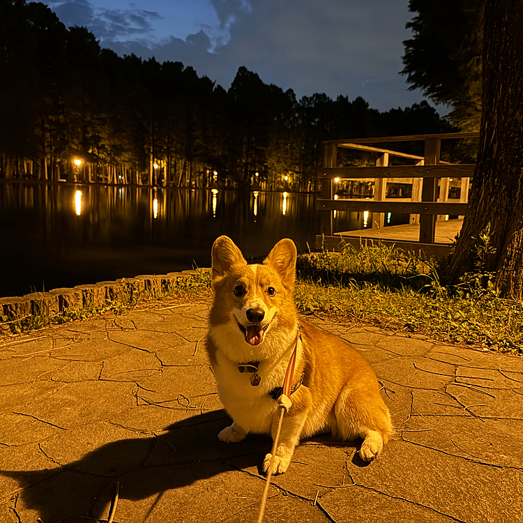 大好きな夜のお散歩🚶‍♀️いい笑顔を見せてくれました♪