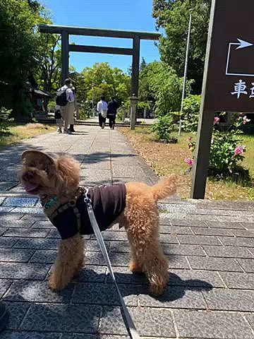 最後はあの有名な方に会いに行きました✨
石垣を眺めながら階段を登り切るとちょうどお散歩中でした🐱

せっかくなので私だけ天守に登りました🏯
めっちゃ急な階段を登ると遠くに琵琶湖も見えました♪
耐震工事中みたいで6月17日から7月19日まで、8月26日から9月27日までは天守の入場は出来ないみたいです😉