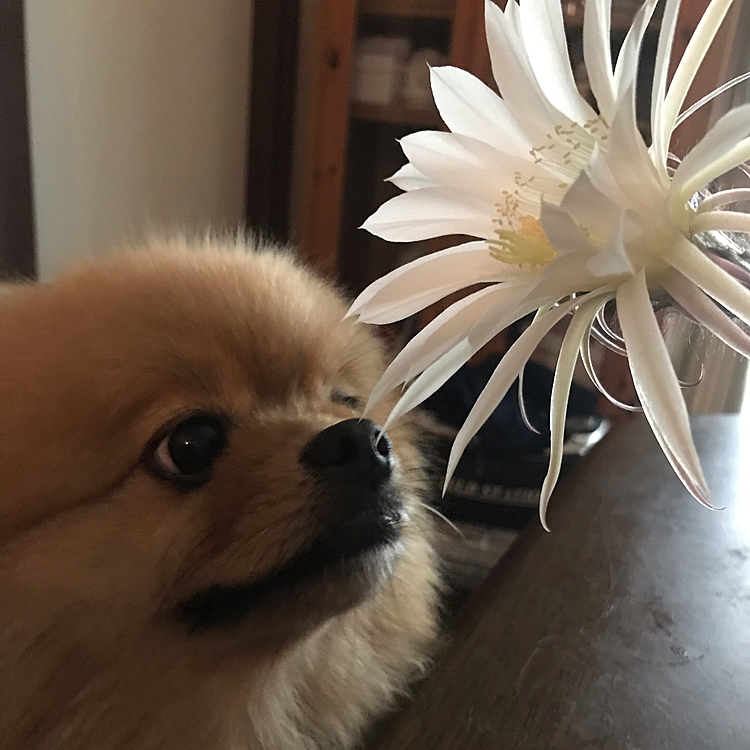 昨夜、サボテン🌵の花が咲きました。
🦁昨日まで無かったぞ⁉️ってぽんちゃんがクンクンしてるよ😁