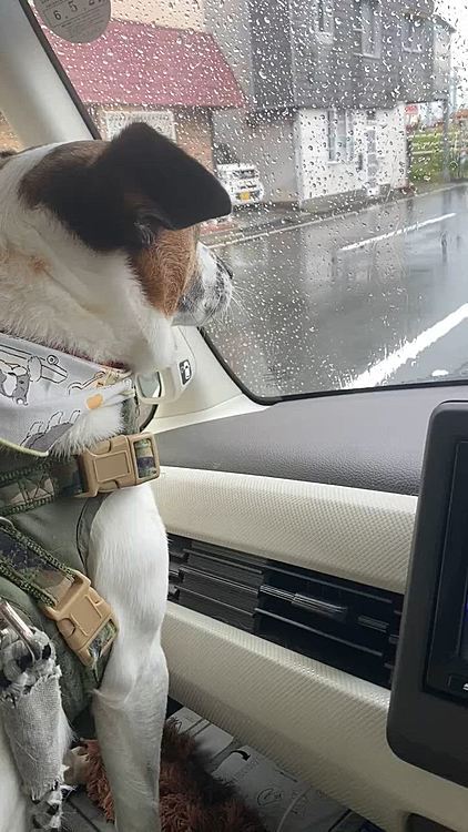 午後も雨☔️
今週もトリミングに