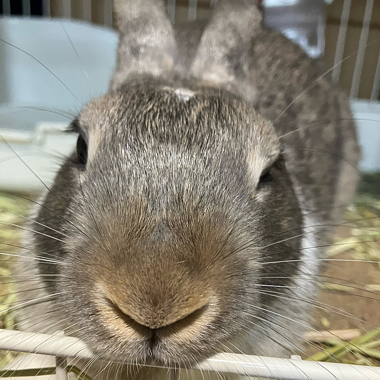 これです！
あめちゃんの鼻の部分が強調されていて私のお気に入りです♪
ちなみに母から「馬顔あめ」と呼ばれました😅