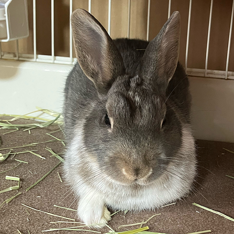 あめちゃんと朝ごはんを食べている途中だったので、ビックリしました。
その後あめちゃんがすぐ寝たので、ストレスにはならず良かったです。
