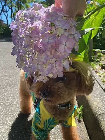 トボトボに付き合うのも疲れるので昨日は自転車で紫陽花の咲く近くの公園へ🚲

日陰も多いしルンルン楽しそうなので1時間しっかりお散歩出来ました🐾
気分晴れやかつい帰りにスイーツ購入💦
店内から外が見えますが急いでオーダー🍰
よく見たら笑ってた🐶