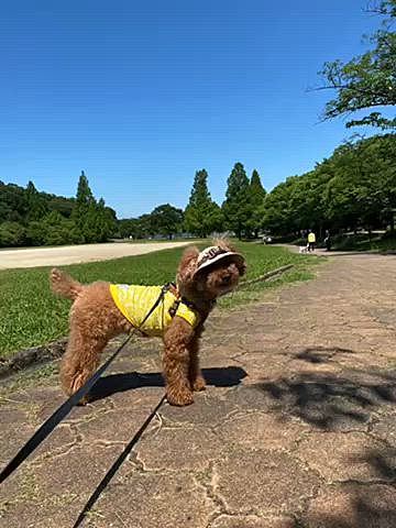 今日も29度予報とまぁまぁ暑い🥵
でも湿度は低いので日陰は気持ちいいくらい🐾
いつものメタセコ広場から奥の方へ進みましたがやっぱり足取り重め😅
