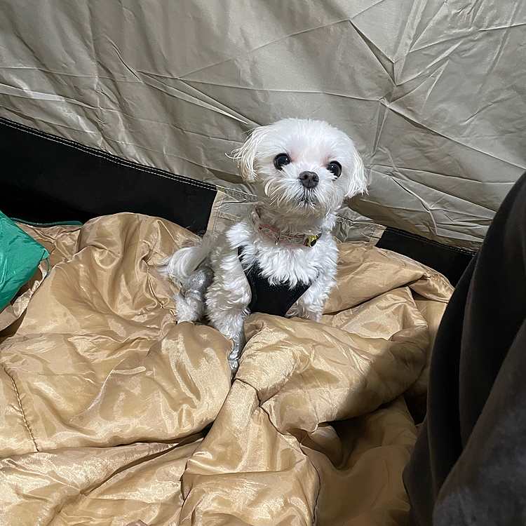 外は雨、、結構降ってます😔
結局、朝8時くらいまで何度も目がさめて、大雨の中撤収。。主人が不機嫌になり、なんか冴えない週末😢
ま、こういう日もありますよね😌
いまはみんなお疲れモードてねてます😁