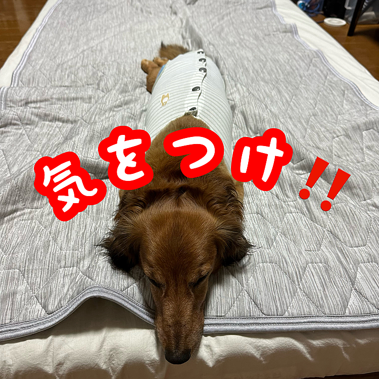 真っ直ぐが過ぎる犬🐶🤣🤣🤣