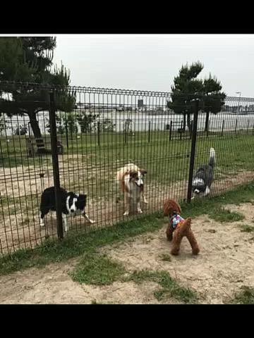 2018年6月ちょうど6年前の同じ公園での出来事🍀
隣の大型犬エリアにいた3🐶のボーダーコリーと柵越しに足の速さを競ってたくさん走っていました💨💨

この頃いぬノートは写真のみで動画を載せれなかったし、まさか走らなくなる日が来るとも予想していなかったので連写で撮影したのみで動画を撮っていなかったのが痛恨の極み😢

今より色も濃いしスリムだね💦
変わらないのはランチのメニューが冷やし中華だった事🤣🤣