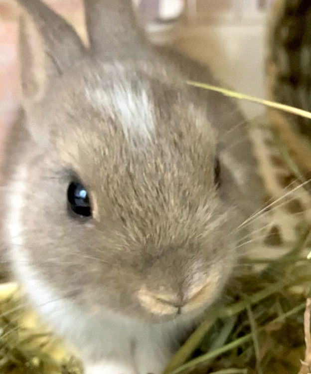 それがこちらです♪
お家に来てまだ２日だったのですが、食欲もあり、すぐに大きくなってしまったのでこんなに小さい写真は貴重です☺️