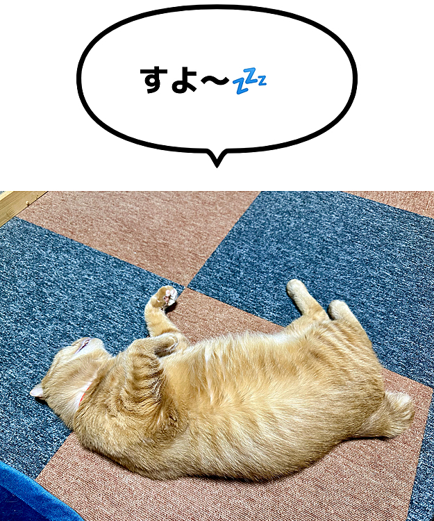 すよすよまーちゃん💤