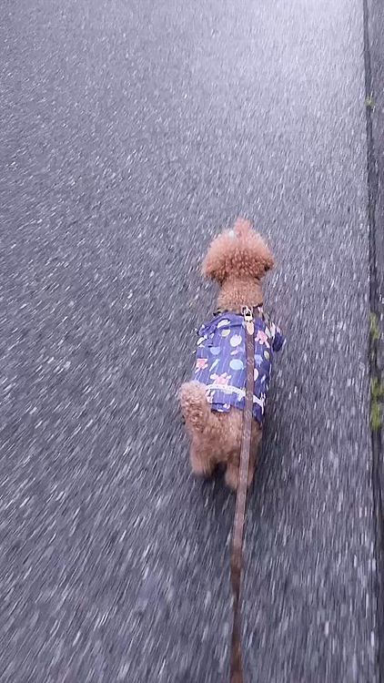 おちりと後ろ足が可愛い😍んですけどー❤️

排泄のとき、山手線で言うと内回り方面ばかり回るのですが
これで良いのでしょうか？




