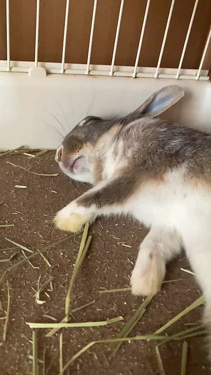 実は明日、あめちゃんは手術をするに当たっての事前検査があるのですが、最近行っているキャリーに入れる練習があるので、それでなんとか乗り切りたいと思います🤭
詳細は明日お伝えします。