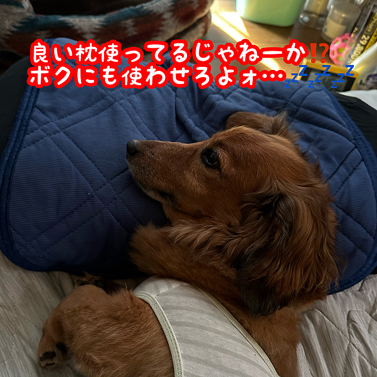 今朝自分が起きた後のココﾁｬﾝ🐶
まんまと枕取られました😂😂😂