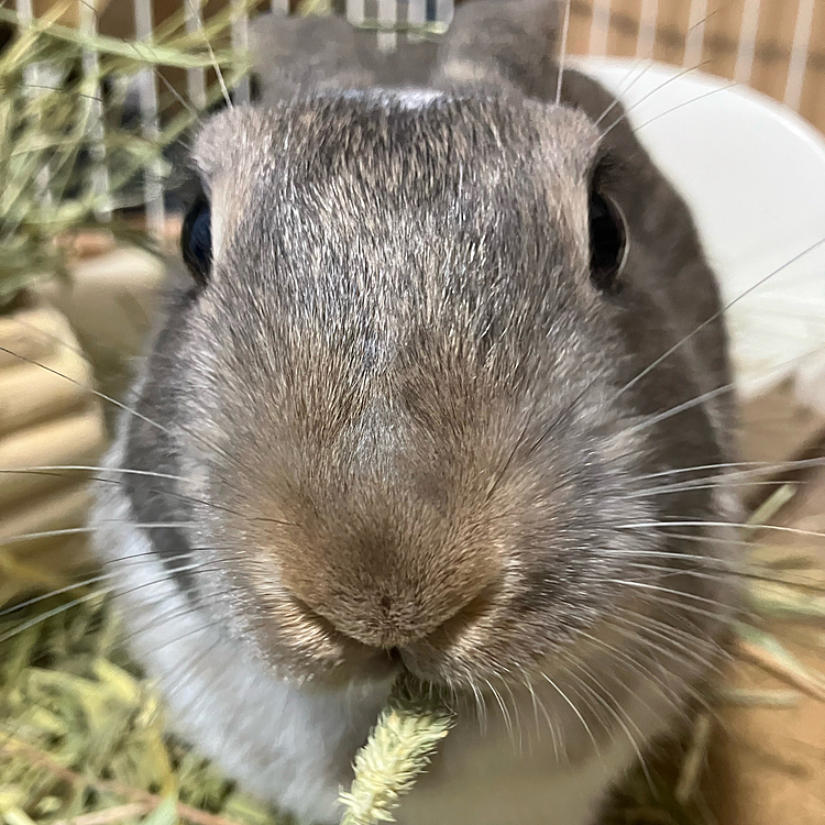 あめちゃんをお迎えする前、あめちゃんたちとは別にお迎えを悩んでいる子がいました。ブラックオターのネザーさんで、少し体は大きいですが、お目目がカリカリで可愛いうさぎ🐰さんでした。