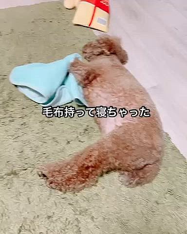 パピーの頃使ってた冷感タオル
思い出したのか、カミカミして遊んだり
持って寝ちゃったり

可愛い😍




