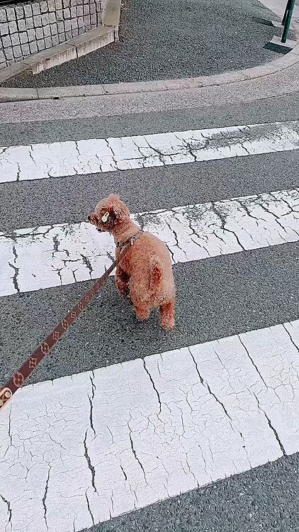 雨に降られる前に間に合いました

ただの散歩なのに、いつも楽しそう😅



