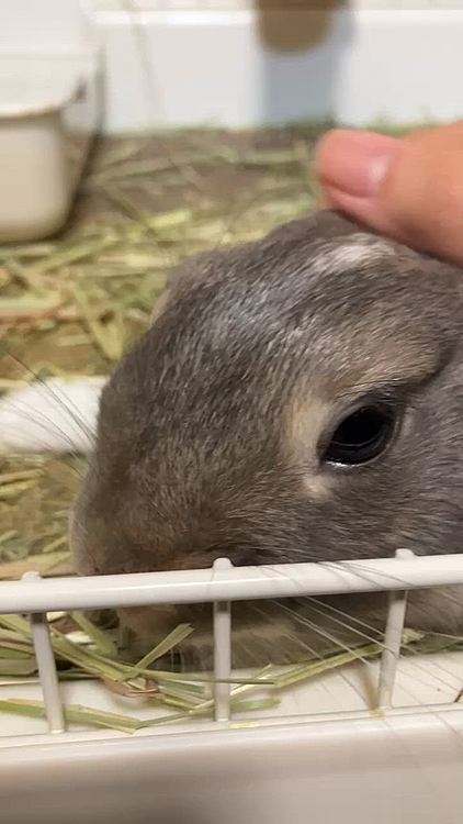 そんな事を考えていたら、帰り道蜂🐝に会い刺されそうになりました💦普通に羽音がでかくてびっくりしたのと普通に虫全般嫌いなので、めっちゃ気分悪くなってしまいました。

そのためあめちゃんに浄化してもらいます。
明日頑張って欲しいです👍