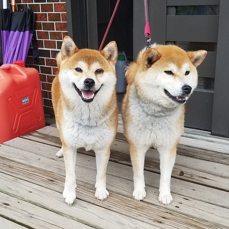 もこのお顔はお母さんに似てるかな？毛の色合いはお父さんに似ているかもですね😆
もこは、いつもはワンちゃんを見るとグイグイ行くんですが全くそんな事もなく、最初は不思議そうにしてました😌
お父さんの所に匂いを嗅ぎに行って、お母さんといずみちゃんの方にも匂いを嗅ぎに行ったのですが、お母さんには吠えられちゃいました😱
それ以降お母さんの所にあまり行こうとしなくなりましたが、お父さんの所には興味があったみたいでしたよ😉