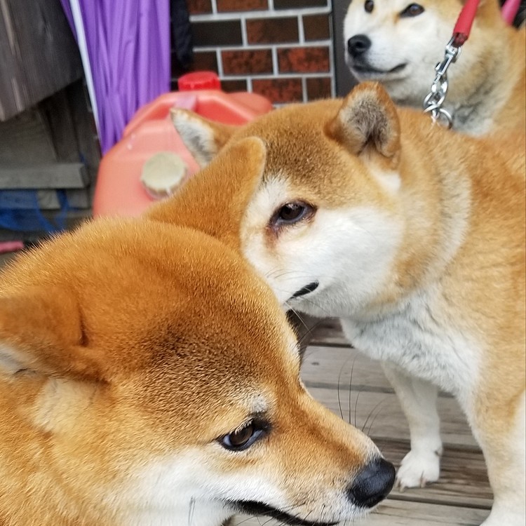 予定時刻より遅れてしまったり雨の影響もあったので３０分と短かい再会でしたが、幸せな時間に私は少し泣きそうになりました😂
最後の方で、もこはなぜか帰ろうとしてましたけどね😓
でも、また会いに行けたら良いなと思いました✨