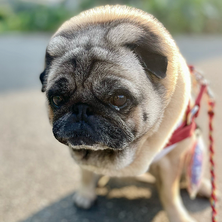 朝んぽ行ってきました🐾