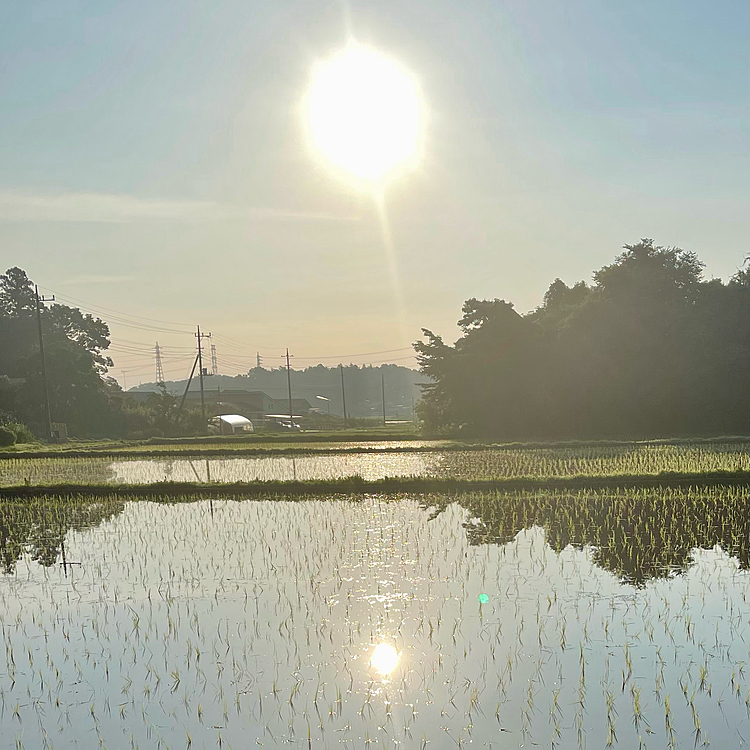 夏の朝日がギラついていました💦