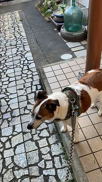 多少温度も下がった(31℃)夕方6時
散歩に行くぞー
気合い入れて💦