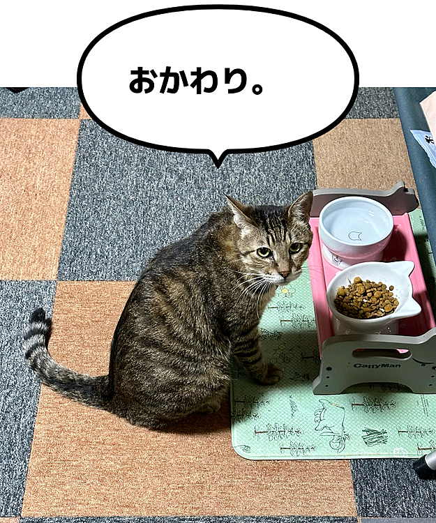 まだ残ってるのに、好きな味のカリカリだけ先に食べて追加を要求しるきーちゃん😅