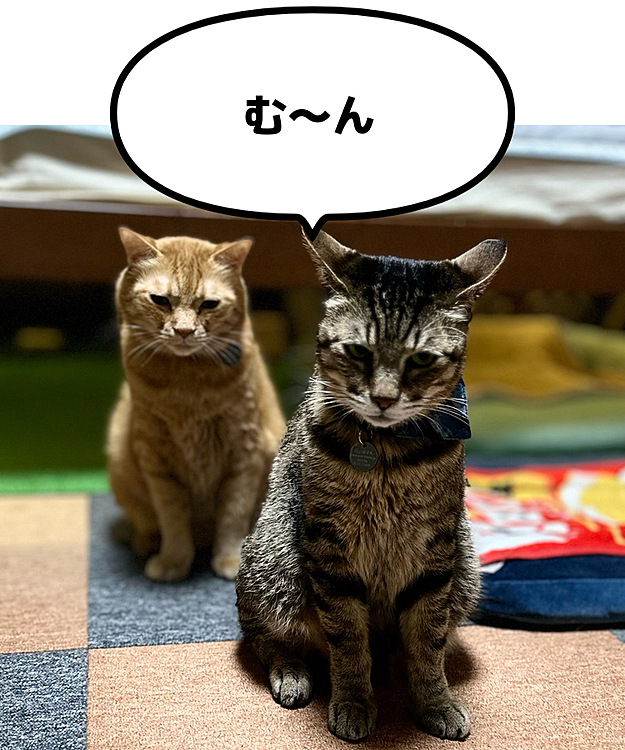 こ…怖いよ、おふたり
夜中に起きてお皿を確認してると背後に気配が…おやつ🍭ちょうだい妖怪か😳