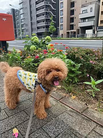 ババさん出勤日は駅まで送りがてら7時過ぎのお散歩🐾
日陰多めの大通り沿いをお散歩します🐶
ご近所の住宅街では相変わらずトボトボ20分ほどのショート散歩です😓
休みの日は5時台に出発しましたがやはり日が当たると暑いので結局似たような散歩コースになりますね💦