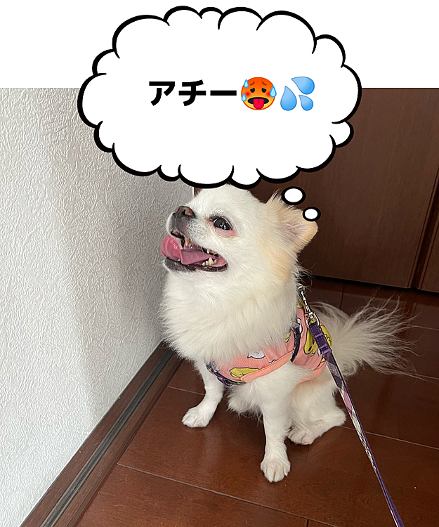 今朝は8時前にお散歩で気温は22度くらい？
ちょっと太陽さん☀️も出てたからアチアチだったね🥵
けど、皆さんの地域と比べたら全然ですよねー😅何言っちゃってんのって感じですね💦
