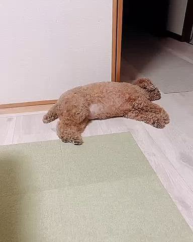 昨日は抜糸の日で、
ライちゃんは飼い主が仕事の間預けられて
予防ワクチンの注射もされました

預けた時泣いていたので、
どのくらい鳴いたかわからないけど
迎えに行った時は興奮してて

帰ったらぐったり
グーグー💤寝てました

おつかれちゃん



