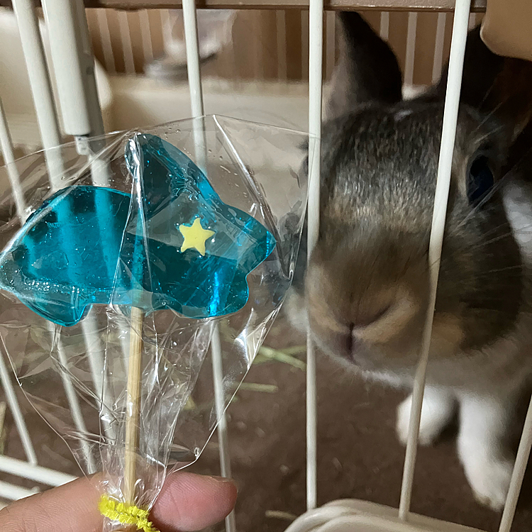 そこでうさぎ🐰の形のべっこう飴を買ってきました🤭
どちらもうさぎのあめ（飴）ちゃん🤣