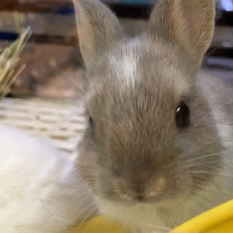 お耳もまだ短い時です♪
ペットショップ時代なので、横には白い子もいます😍