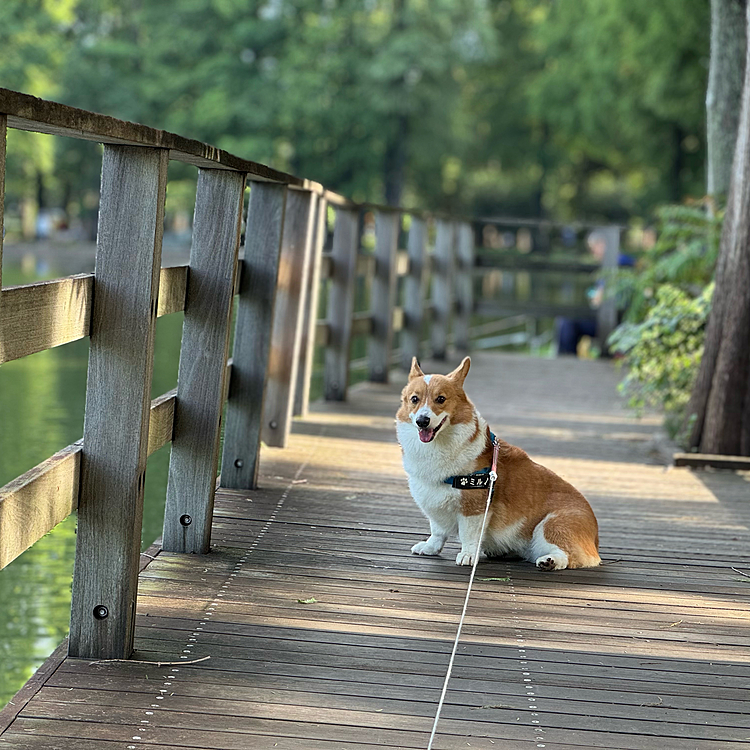 風さが吹けばいいのですが、無風と強い日差しで蒸し暑い公園でした。今日は半周で撤収しました。