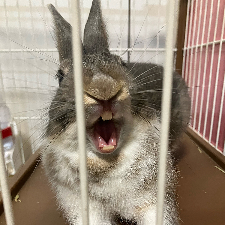 こんにちは♪
今日は朝から寝坊してしまい、ペレットの用意ができていなくてあめちゃんに怒られました😅