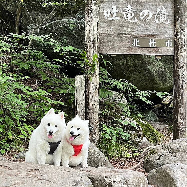 ハッピーとピースは、今度は八ヶ岳に行った
(八ヶ岳はしょっちゅう行っている)
因みに先月は軽井沢