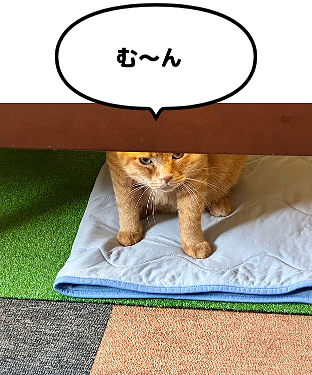 出掛けにベッドの下から睨むまーちゃん😅