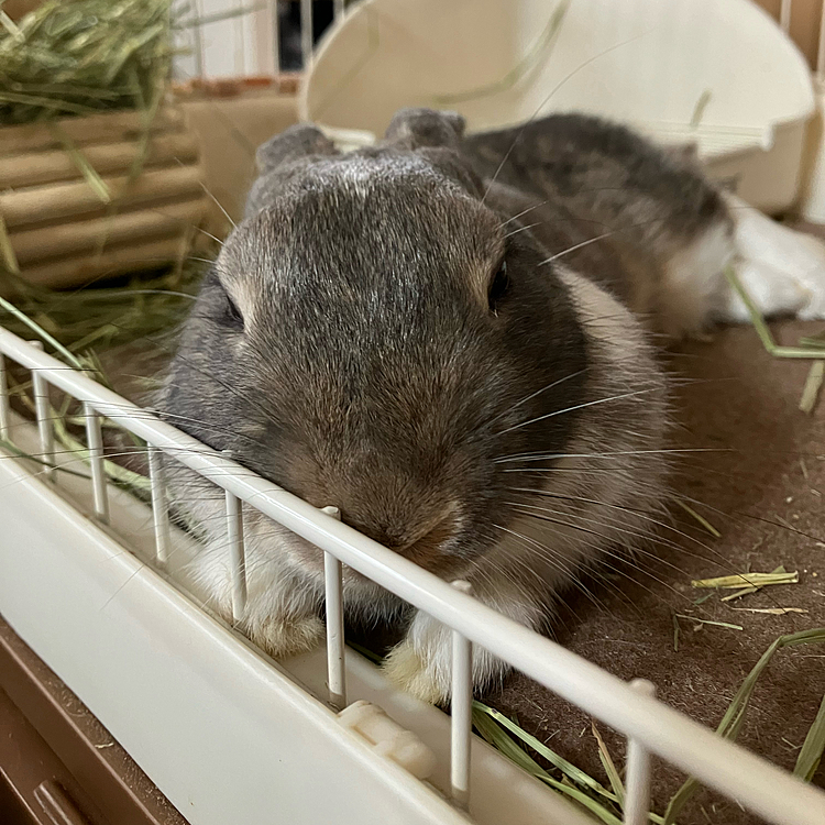 こんにちは♪
あめちゃんは今日はとても眠い日なのか、朝からずっと寝ていました。