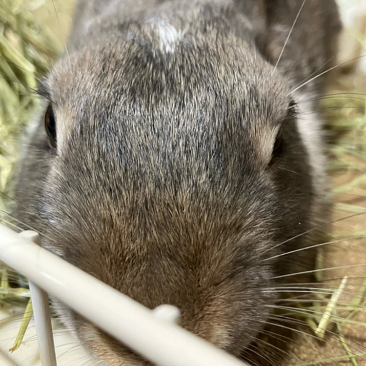 こんにちは♪
あめちゃんは最近脱走ぐせがついてしまいました😮‍💨